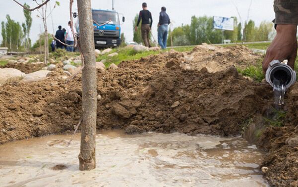 Акция по посадке деревьев в Ташобласти - Sputnik Узбекистан