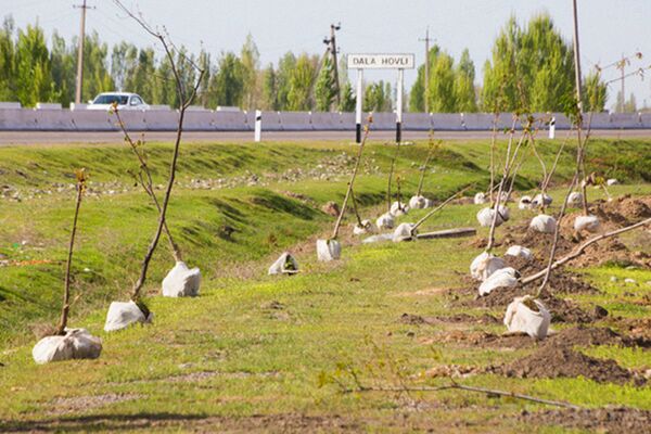 Акция по посадке деревьев в Ташобласти - Sputnik Узбекистан
