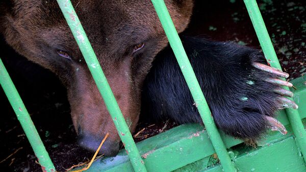 Бурый медведь в зоопарке - Sputnik Узбекистан