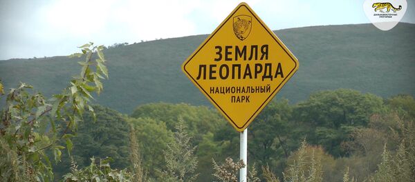 Борьба за выживание: как пытаются спасти редчайшую кошку на планете Борьба за выживание: как пытаются спасти редчайшую кошку на планете - Sputnik Узбекистан