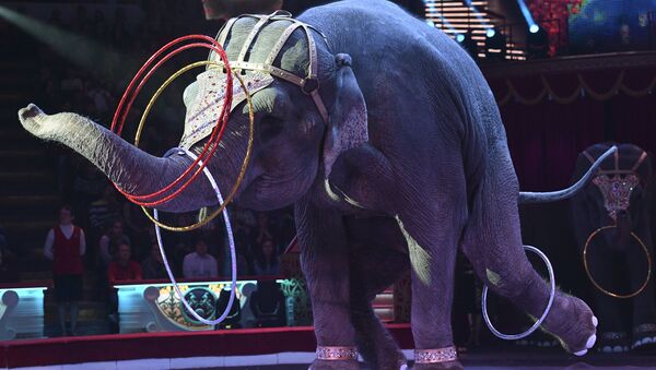 Слон во время циркового номера - Sputnik Узбекистан