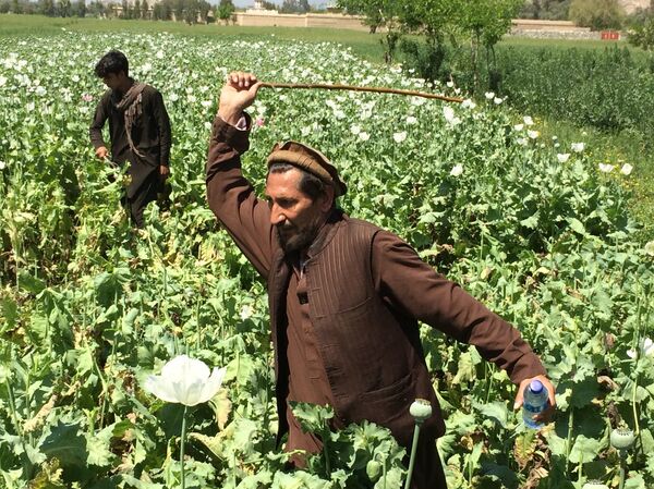 На поле по выращиванию мака На поле по выращиванию мака - Sputnik Узбекистан