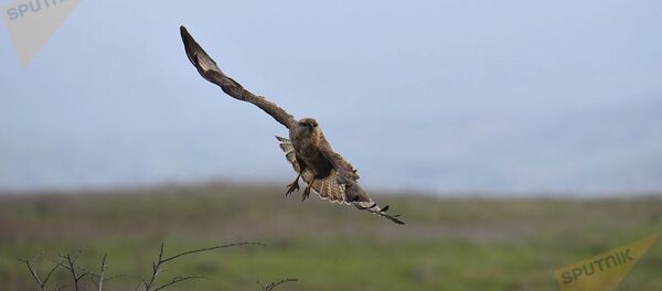 Yastreb - Sputnik O‘zbekiston