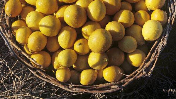 Лимоны сорта Вилла-Франка - Sputnik Узбекистан