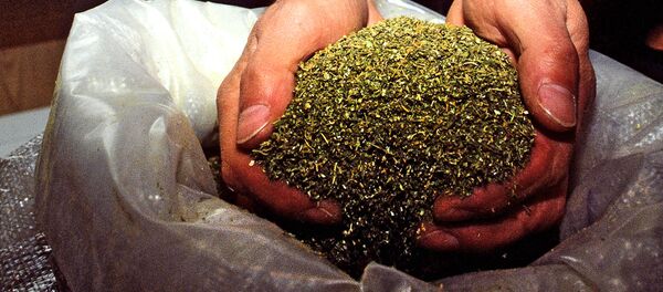 Изъятие марихуаны Изъятие марихуаны - Sputnik Ўзбекистон