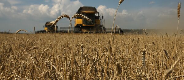 Уборка зерновых на Юге России - Sputnik Узбекистан
