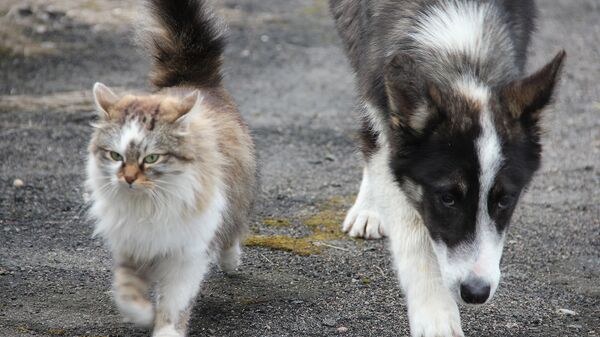 Животных, которые живут в зоне, кормят работающие здесь вахтовым методом сотрудники заповедника Животных, которые живут в зоне, кормят работающие здесь вахтовым методом сотрудники заповедника - Sputnik Узбекистан