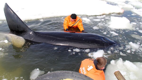 Операция по спасению косаток, зажатых во льдах в Охотском море - Sputnik Узбекистан