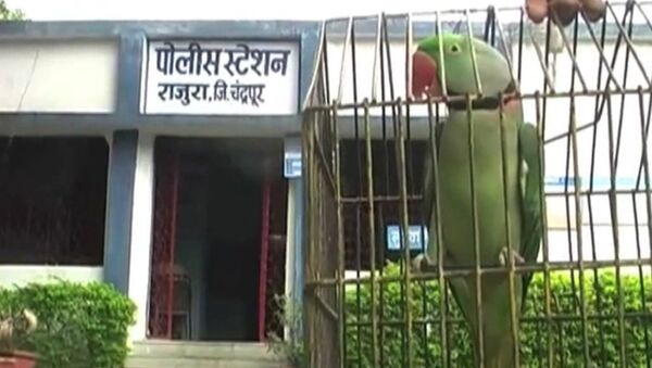 Арест попугая, Полиция Индии забрала в участок говорящую птицу - Sputnik Узбекистан