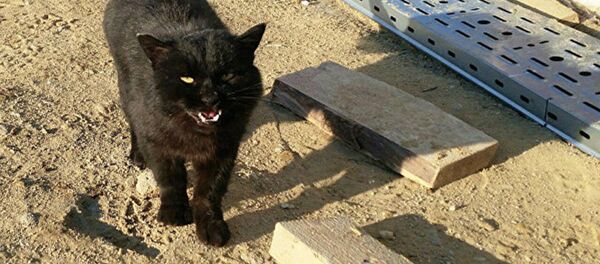 Живущий на космодроме Восточный кот Живущий на космодроме Восточный кот - Sputnik Узбекистан