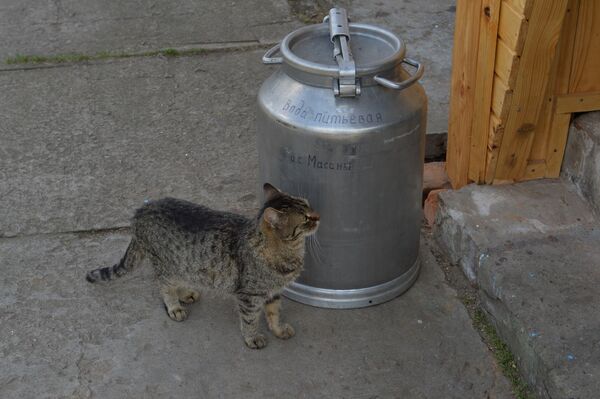 Домашние обитатели Полесского заповедника Домашние обитатели Полесского заповедника - Sputnik Узбекистан