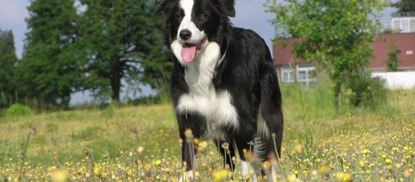 Собака породы Бордер-колли Собака породы Бордер-колли - Sputnik Ўзбекистон