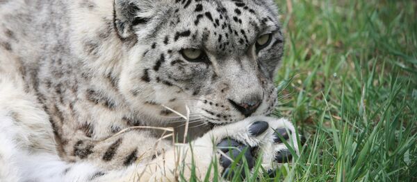 Снежные барс Снежные барс - Sputnik Узбекистан