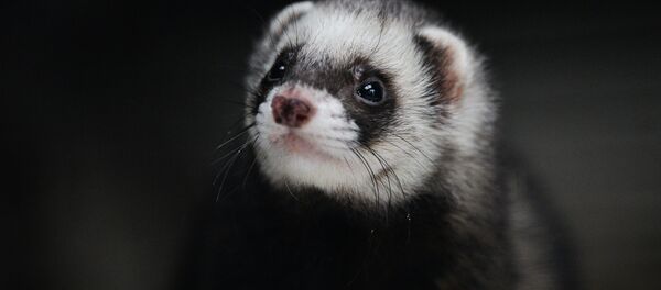 Обыкновенный хорёк - Sputnik Узбекистан