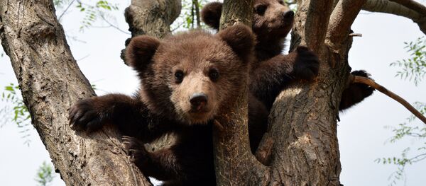 Айиқ болалари Айиқ болалари - Sputnik Ўзбекистон