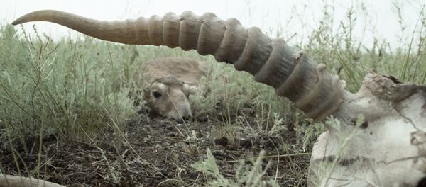 Сайгак лежит в траве неподалеку от останков другого сайгака - Sputnik Узбекистан