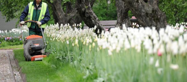 Ўт қирқаётган ишчи Ўт қирқаётган ишчи - Sputnik Ўзбекистон