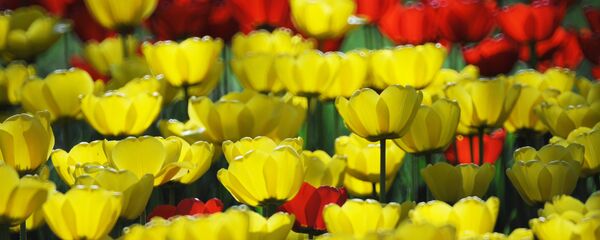 Клумба с тюльпанами Клумба с тюльпанами - Sputnik Узбекистан