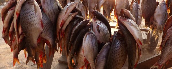 Рыбацкий улов на рыболовной базе Рыбацкий улов на рыболовной базе - Sputnik Ўзбекистон