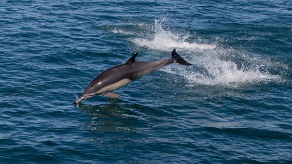 Delfin v more. Arxivnoe foto. - Sputnik O‘zbekiston
