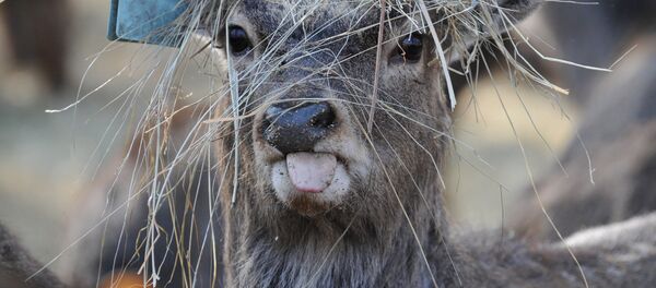 Олененок пятнистого оленя Олененок пятнистого оленя - Sputnik Узбекистан