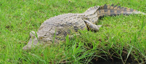 Аллигатор Аллигатор - Sputnik Узбекистан