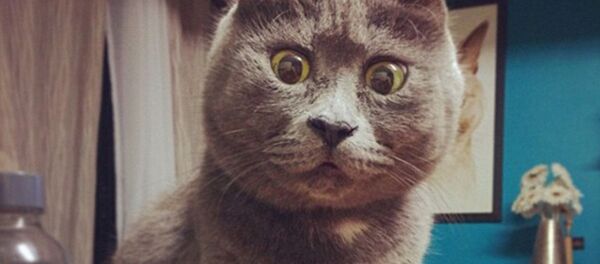 Кот по кличке Кевин Кот по кличке Кевин - Sputnik Узбекистан