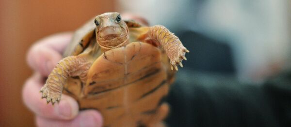 Черепаха Черепаха - Sputnik Узбекистан