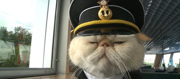Спутник_Хвостатый экипаж, или Как коты в форме служат на корабле и ходят в море - Sputnik Узбекистан