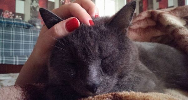 Кот Гоша из Ташкента спас свою хозяйку от скорпиона - Sputnik Узбекистан