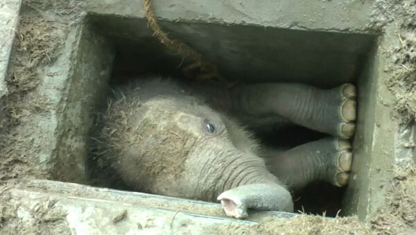 Застрявшего в водостоке в Шри-Ланке слоненка вытаскивали за хобот - Sputnik Узбекистан