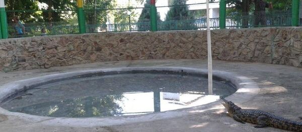 В Ташкентском зоопарке нильских крокодилов выпустили в открытый вольер В Ташкентском зоопарке нильских крокодилов выпустили в открытый вольер - Sputnik Узбекистан