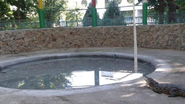 В Ташкентском зоопарке нильских крокодилов выпустили в открытый вольер - Sputnik Узбекистан