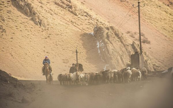 Чабаны во время перегона овец - Sputnik Узбекистан