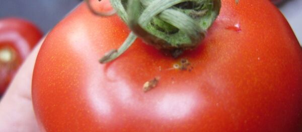 Южноамериканскую томатную моль нашли в партии томатов из Узбекистана Южноамериканскую томатную моль нашли в партии томатов из Узбекистана - Sputnik Узбекистан
