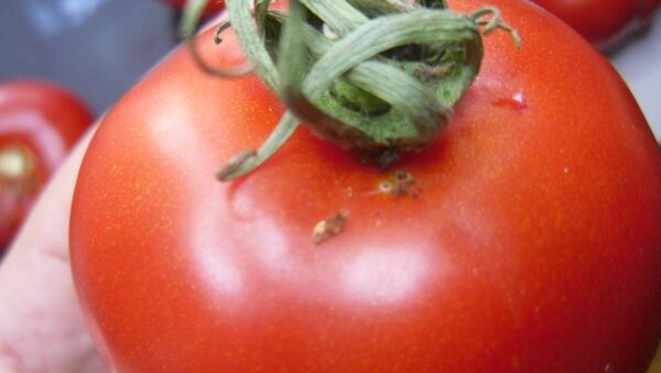 Южноамериканскую томатную моль нашли в партии томатов из Узбекистана - Sputnik Узбекистан