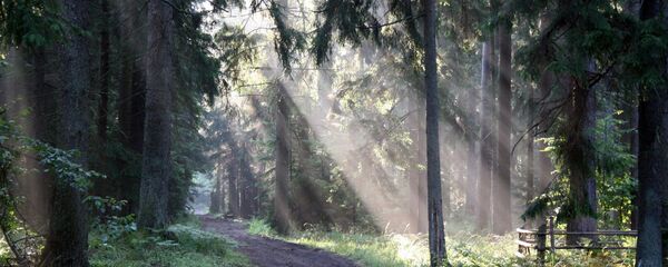 Лес Лес - Sputnik Ўзбекистон