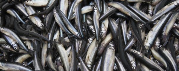 Лов корюшки - Sputnik Узбекистан