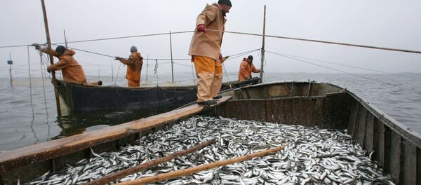 Промысел салаки Промысел салаки - Sputnik Ўзбекистон