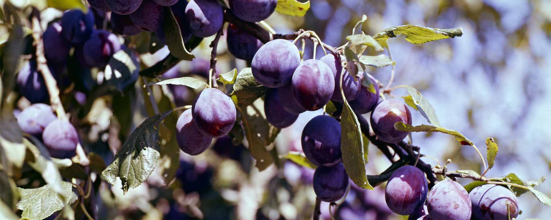 Ветка сливового дерева - Sputnik Узбекистан, 1920, 24.08.2025