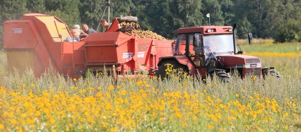 Сбор овощей в фермерском хозяйстве - Sputnik Ўзбекистон