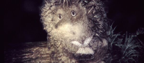 Кадр из мультфильма Ежик в тумане - Sputnik Узбекистан