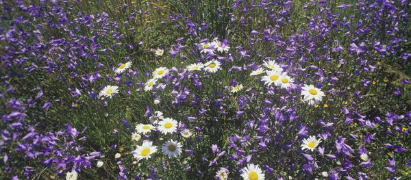 Полевые цветы. Полевые цветы. - Sputnik Ўзбекистон