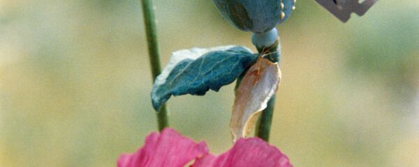 Добыча сока мака для опиума - Sputnik Ўзбекистон