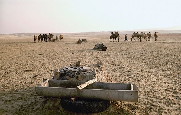 В результате экологической катастрофы в Приаралье вода в колодцах стала непригодна для человека. Её пьют только животные. 1989 год. - Sputnik Узбекистан