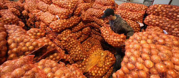 Лук на овощном складе. Лук на овощном складе. - Sputnik Ўзбекистон