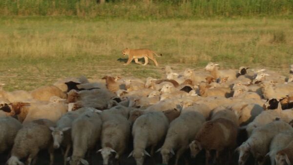 Львица-пастух, или Как Машка охраняет овец на ферме в Дагестане - Sputnik Узбекистан