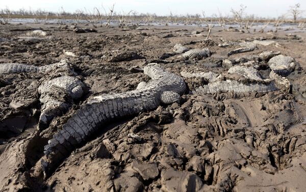 Засуха в Бокероне - Sputnik Узбекистан