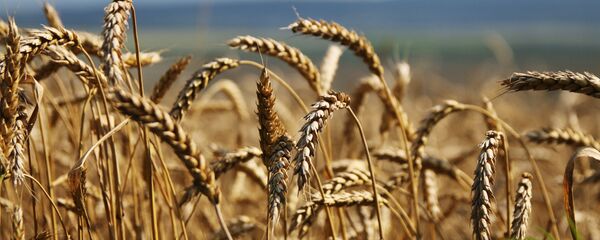 Уборка зерновых. Уборка зерновых. - Sputnik Ўзбекистон