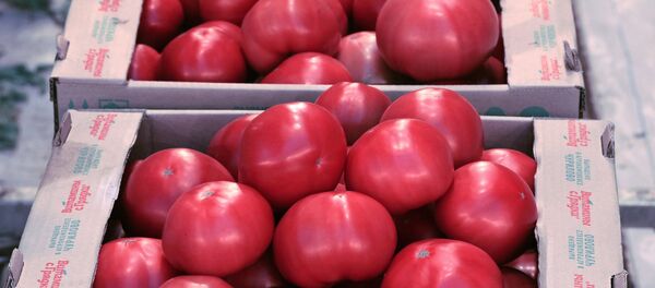 Собранный урожай помидоров - Sputnik Узбекистан